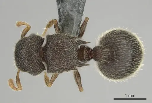 Meranoplus spininodis specimen CASENT0252680 image casent0252680_1