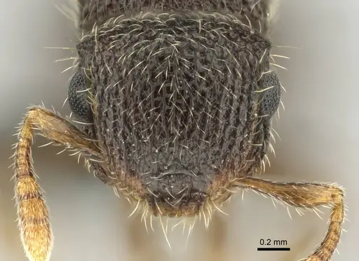 Meranoplus spininodis specimen CASENT0252680 image casent0252680_2