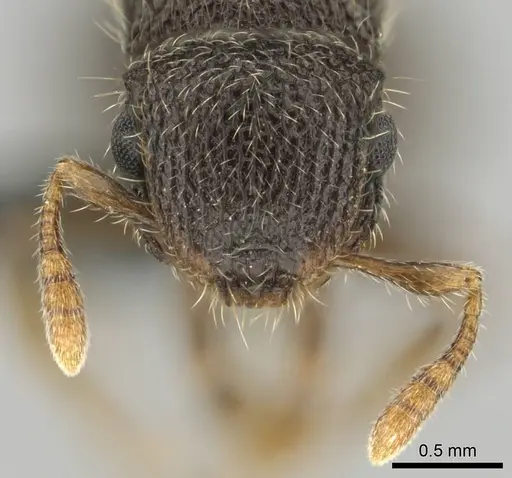 Meranoplus spininodis specimen CASENT0252680 image casent0252680_3