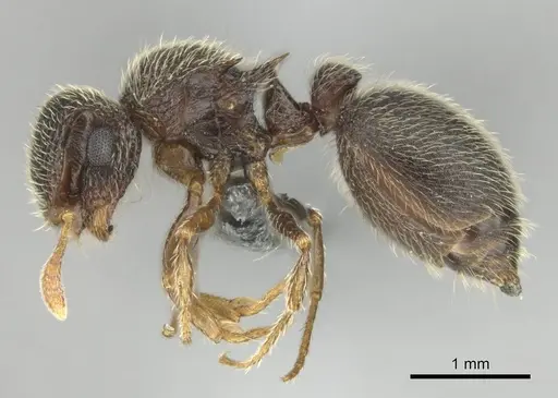 Meranoplus spininodis specimen CASENT0252680 image casent0252680_4