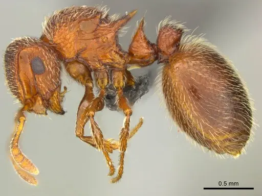 Meranoplus spininodis specimen CASENT0812040 image casent0812040_1
