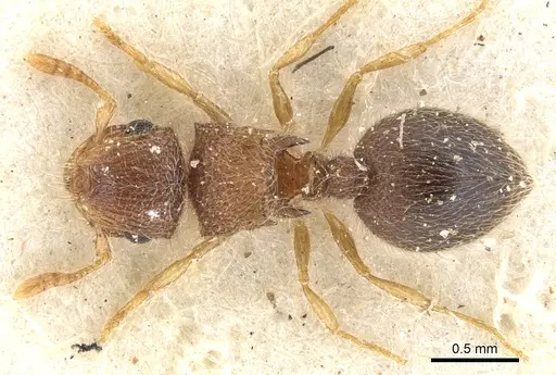 Meranoplus spininodis specimen CASENT0902020 image casent0902020_1