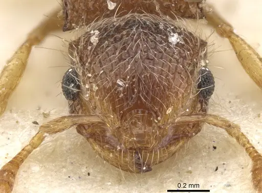 Meranoplus spininodis specimen CASENT0902020 image casent0902020_2