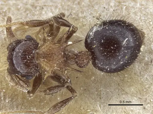 Meranoplus spinosus specimen CASENT0916665 image casent0916665_1