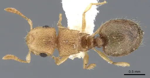 Meranoplus sthenus specimen CASENT0902022 image casent0902022_1