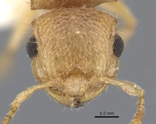 Meranoplus sthenus specimen CASENT0902022 image casent0902022_2
