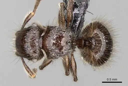 Meranoplus sylvarius specimen CASENT0317529 image casent0317529_1