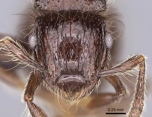 Meranoplus sylvarius specimen CASENT0317529 image casent0317529_2