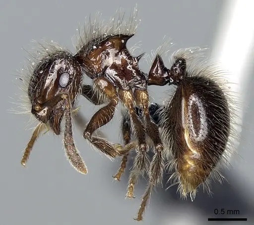Meranoplus sylvarius specimen CASENT0317529 image casent0317529_3