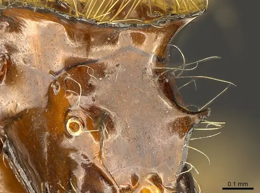 Meranoplus sylvarius specimen CASENT0317529 image casent0317529_4