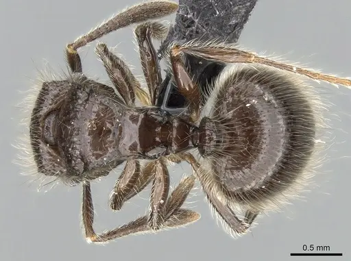 Meranoplus sylvarius specimen CASENT0317539 image casent0317539_1