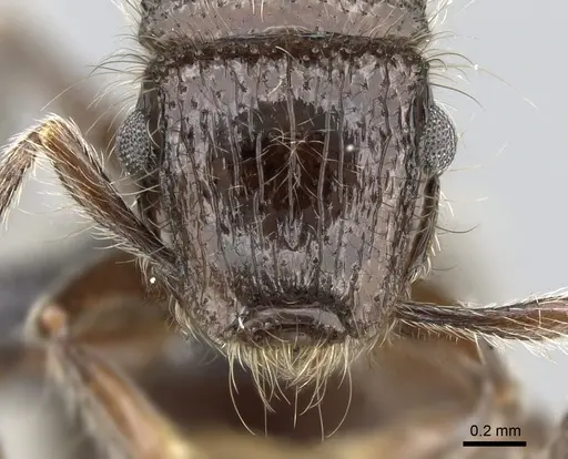 Meranoplus sylvarius specimen CASENT0317539 image casent0317539_2