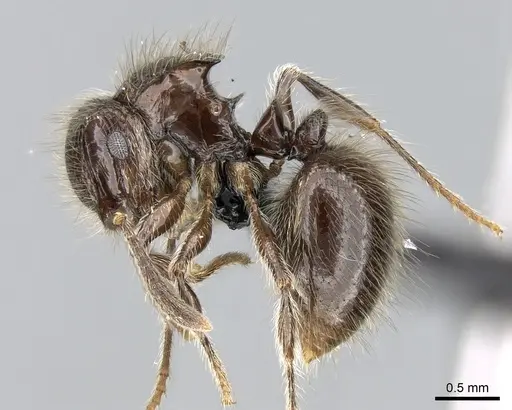 Meranoplus sylvarius specimen CASENT0317539 image casent0317539_3