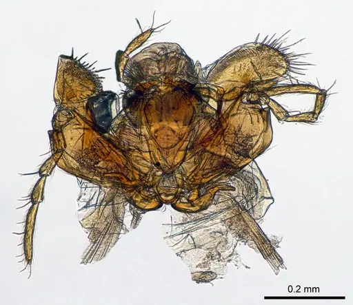 Meranoplus sylvarius specimen CASENT0317566 image casent0317566_1