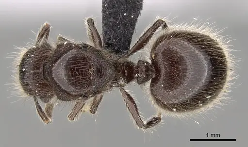 Meranoplus sylvarius specimen CASENT0317567 image casent0317567_1