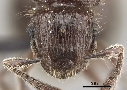 Meranoplus sylvarius specimen CASENT0317567 image casent0317567_2