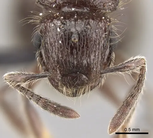 Meranoplus sylvarius specimen CASENT0317567 image casent0317567_3