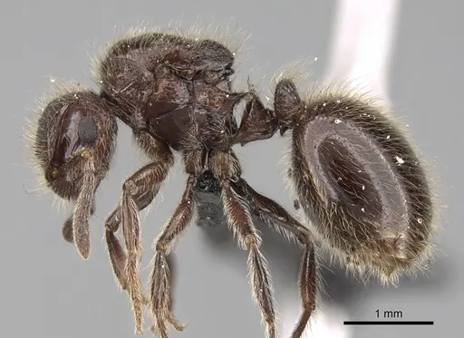 Meranoplus sylvarius specimen CASENT0317567 image casent0317567_4