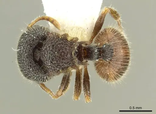 Meranoplus taurus specimen CASENT0919724 image casent0919724_1