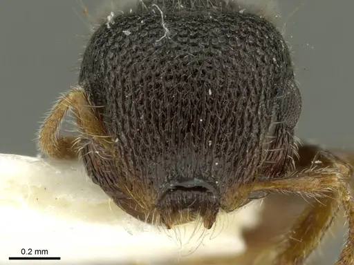 Meranoplus taurus specimen CASENT0919724 image casent0919724_2