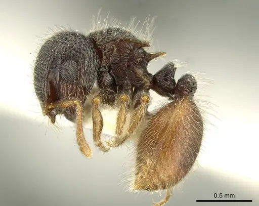 Meranoplus taurus specimen CASENT0919724 image casent0919724_3