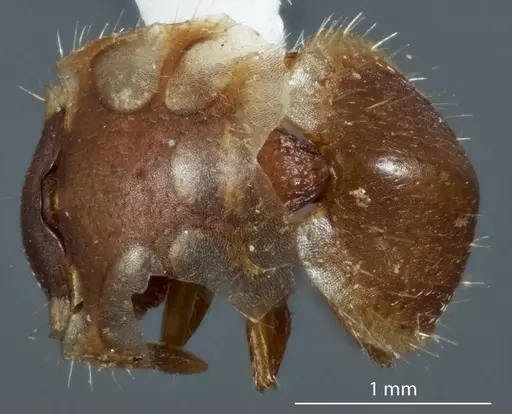 Meranoplus testudineus specimen ANTWEB1041198 image antweb1041198_1