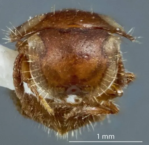 Meranoplus testudineus specimen ANTWEB1041198 image antweb1041198_2