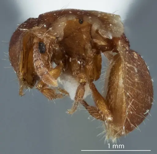 Meranoplus testudineus specimen ANTWEB1041198 image antweb1041198_3