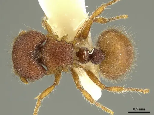 Meranoplus tricuspidatus specimen CASENT0919725 image casent0919725_1