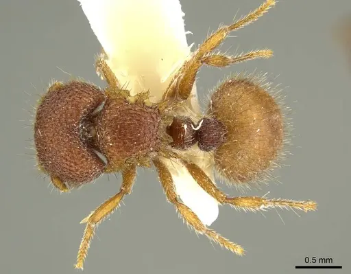 Meranoplus tricuspidatus specimen CASENT0919725 image casent0919725_2