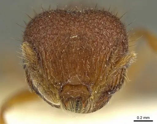Meranoplus tricuspidatus specimen CASENT0919725 image casent0919725_3