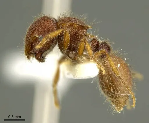 Meranoplus tricuspidatus specimen CASENT0919725 image casent0919725_4