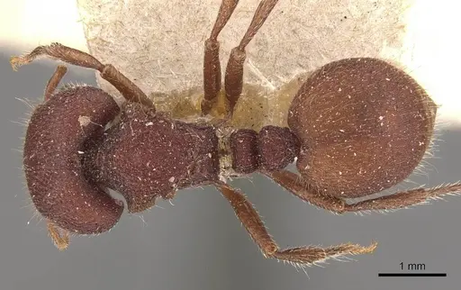 Meranoplus unicolor specimen CASENT0908939 image casent0908939_1