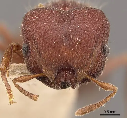 Meranoplus unicolor specimen CASENT0908939 image casent0908939_2