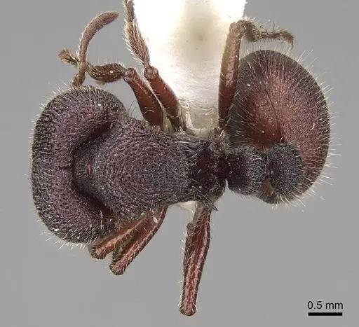 Meranoplus unicolor specimen CASENT0922907 image casent0922907_1
