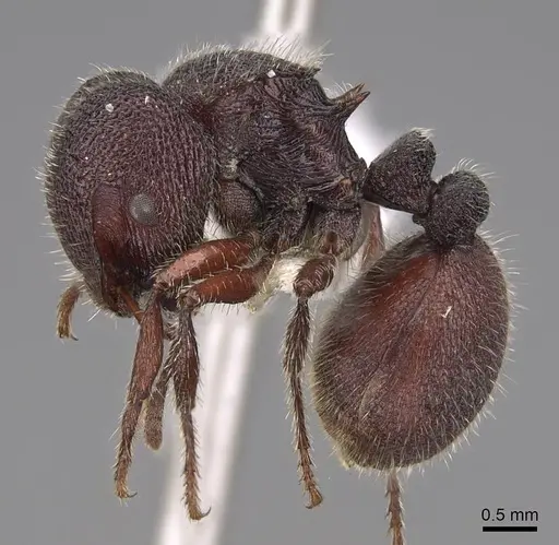 Meranoplus unicolor specimen CASENT0922907 image casent0922907_3