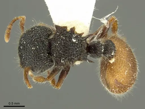 Meranoplus variabilis specimen CASENT0919726 image casent0919726_1