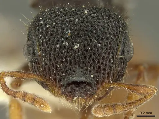 Meranoplus variabilis specimen CASENT0919726 image casent0919726_2