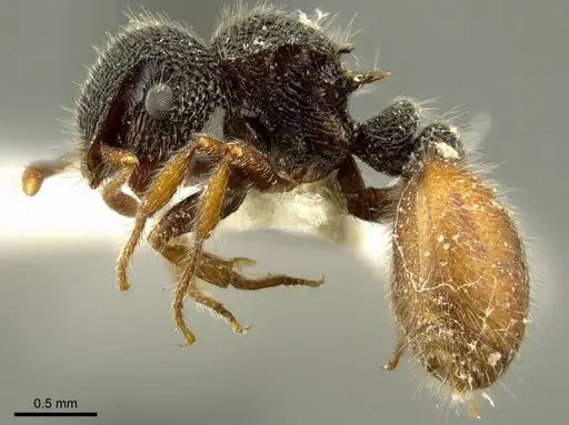 Meranoplus variabilis specimen CASENT0919726 image casent0919726_3