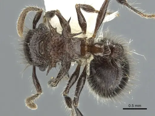 Meranoplus vestigator specimen CASENT0902037 image casent0902037_1