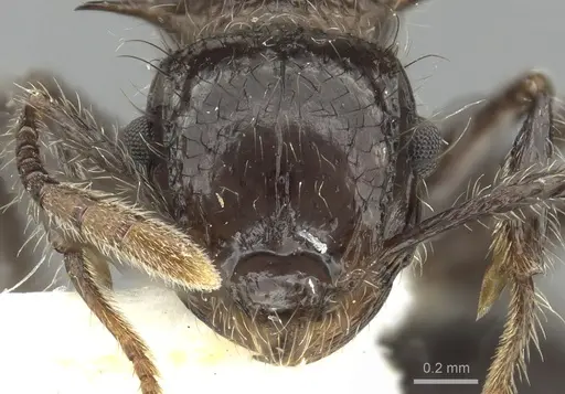 Meranoplus vestigator specimen CASENT0902037 image casent0902037_2