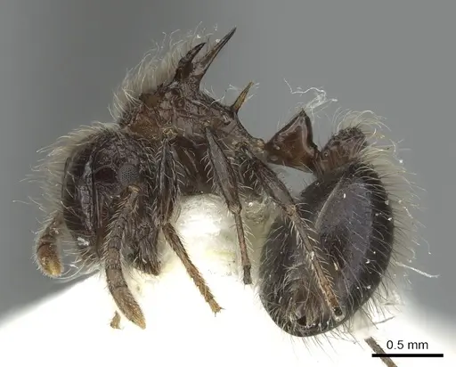 Meranoplus vestigator specimen CASENT0902037 image casent0902037_3