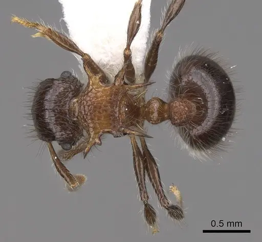 Meranoplus vestigator specimen CASENT0922935 image casent0922935_1