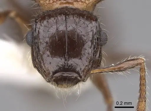 Meranoplus vestigator specimen CASENT0922935 image casent0922935_2