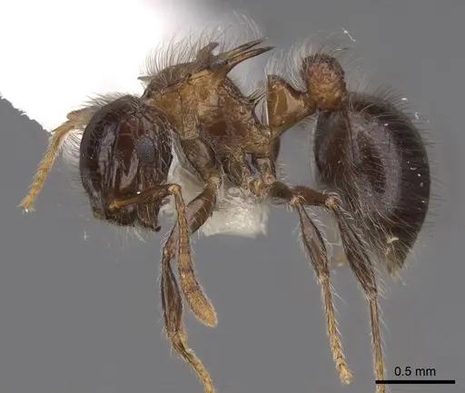 Meranoplus vestigator specimen CASENT0922935 image casent0922935_3
