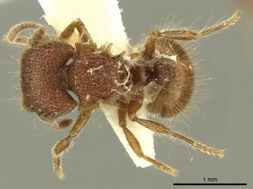 Meranoplus wilsoni specimen CASENT0919727 image casent0919727_1