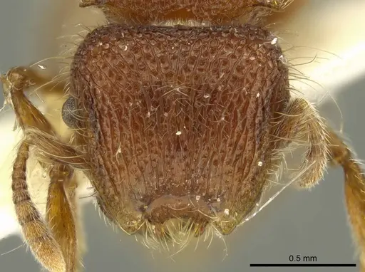 Meranoplus wilsoni specimen CASENT0919727 image casent0919727_2