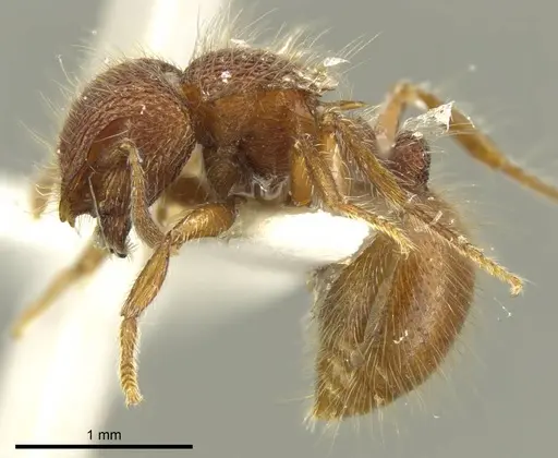 Meranoplus wilsoni specimen CASENT0919727 image casent0919727_3