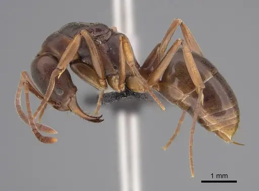Mesoponera australis specimen CASENT0118115 image casent0118115_1