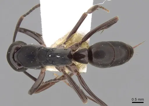 Mesoponera australis specimen CASENT0281891 image casent0281891_1